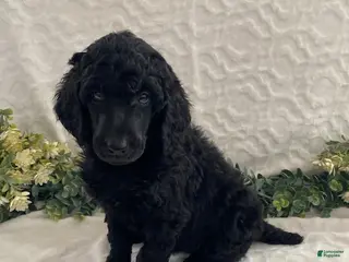 Standard Poodle dogs Kenya- genetic clear - Ad 40