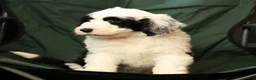 Sheepadoodle dogs for sale: Henry - Ad 7