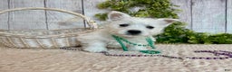 West Highland Terrier dogs for sale: Lexi, AKC - Ad 10