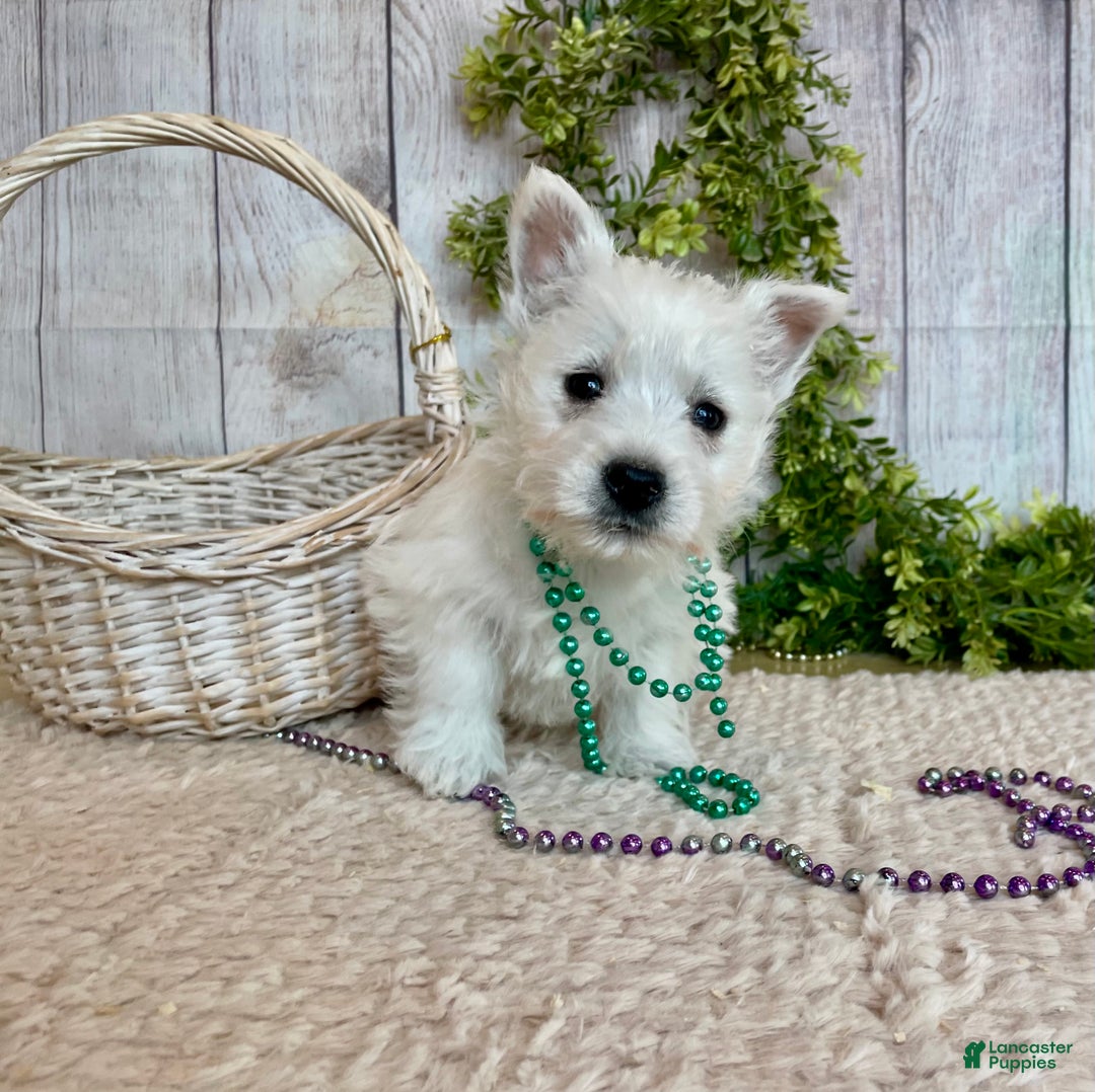 West Highland Terrier dogs for sale: Lexi, AKC - Ad 10