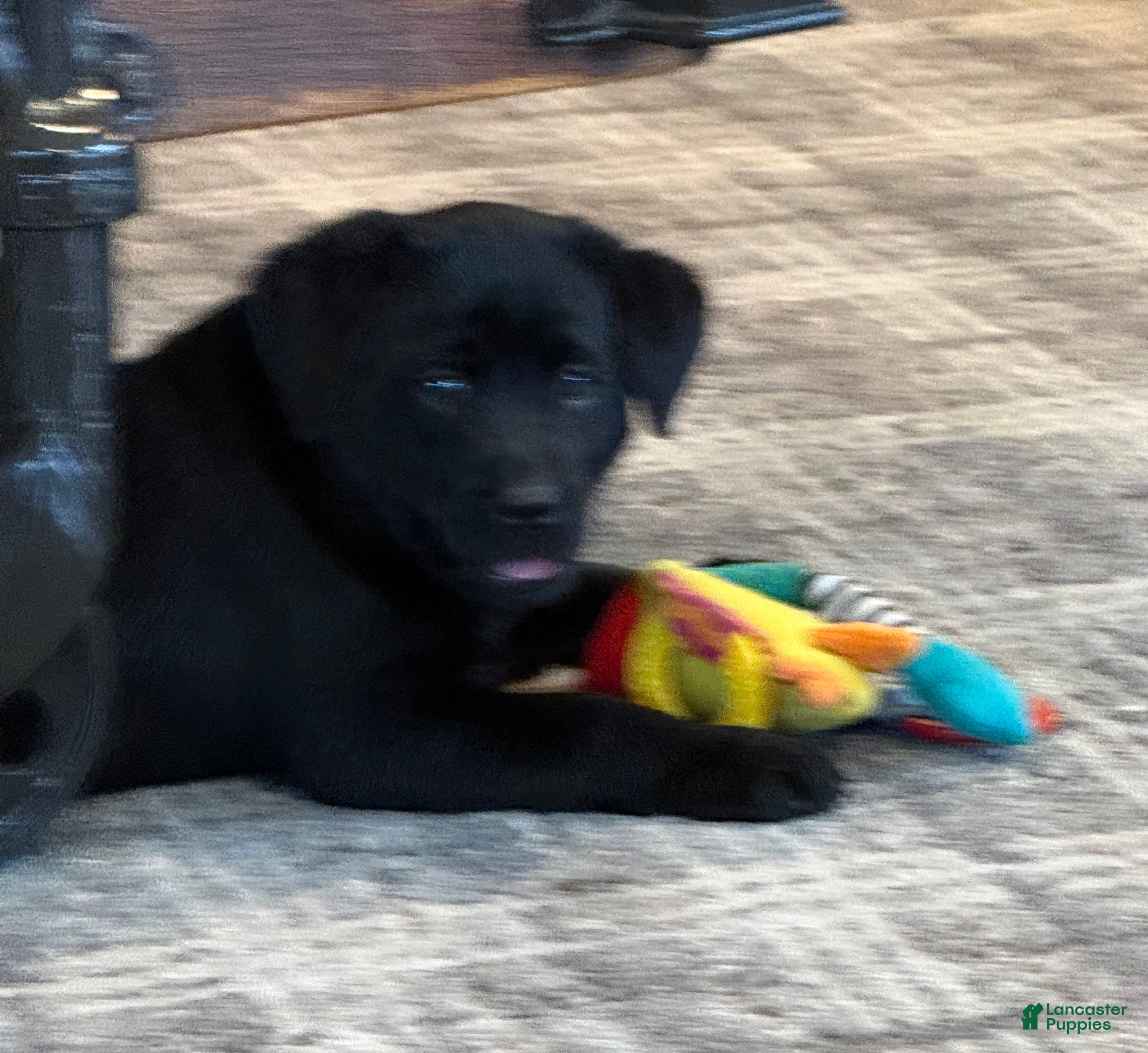Labrador Retriever dogs Carly  - Ad 1