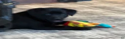 Labrador Retriever dogs for sale: Carly  - Ad 1