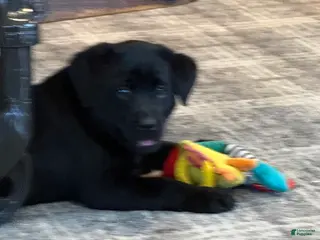 Labrador Retriever dogs for sale: Carly - Ad 4