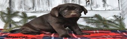 Labrador Retriever dogs for sale: Samson - Ad 2