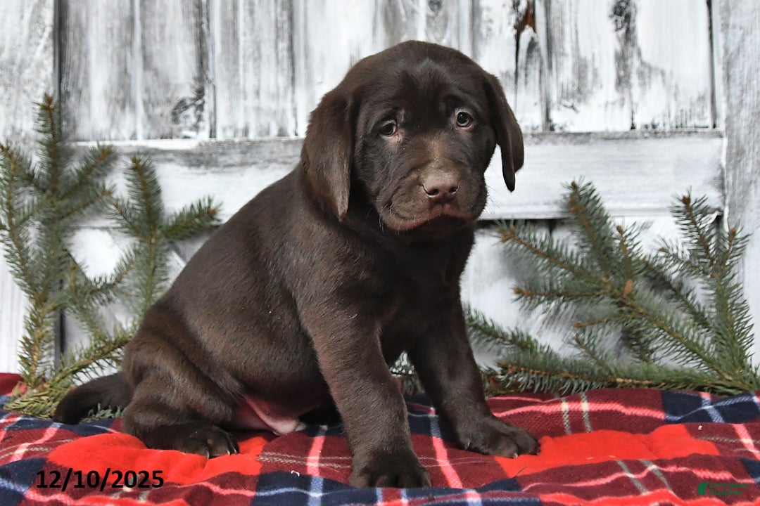 Labrador Retriever dogs for sale: Samson - Ad 2