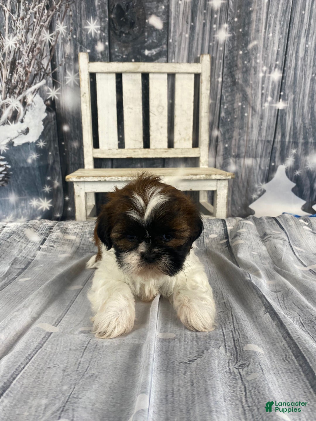 Shih Tzu dogs for sale: Pearl - Ad 2