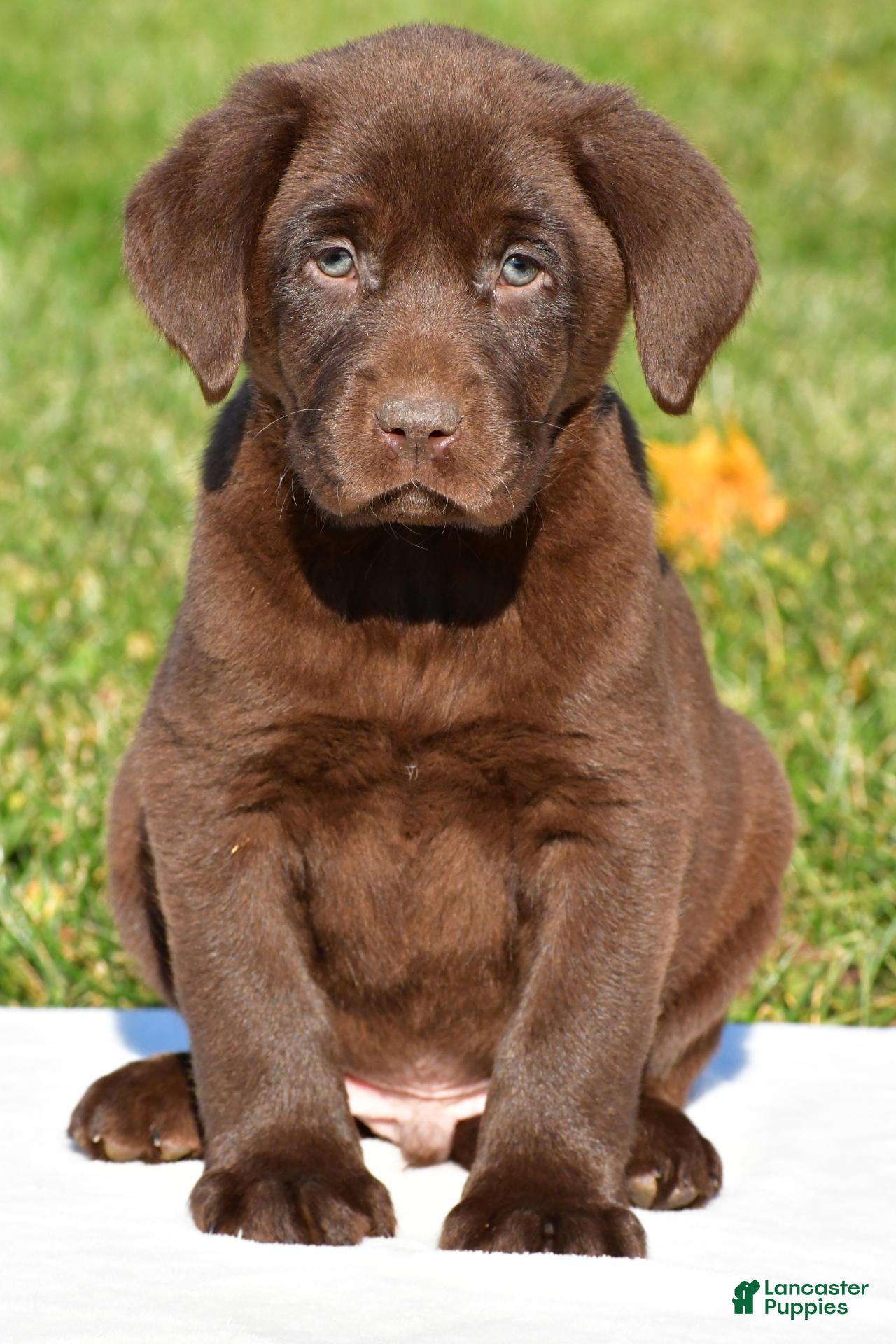 Labrador Retriever dogs for sale: Jackson - Ad 1