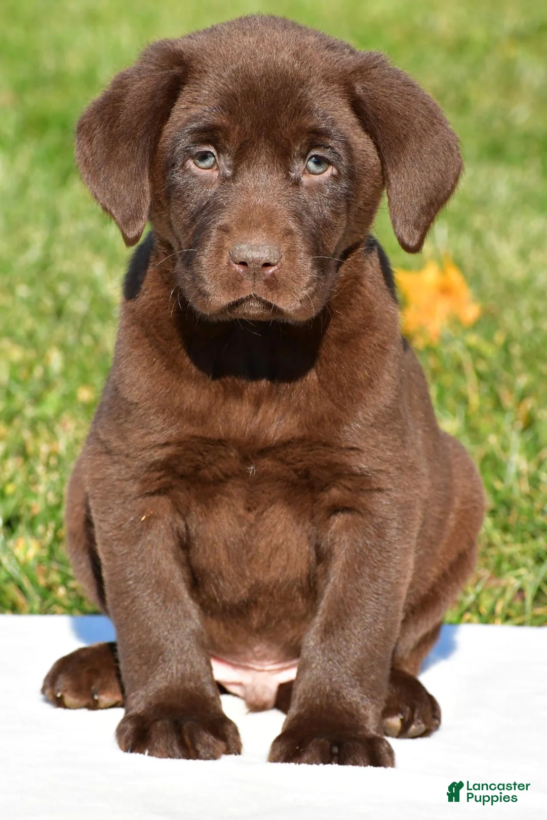 Labrador Retriever dogs for sale: Jackson - Ad 1