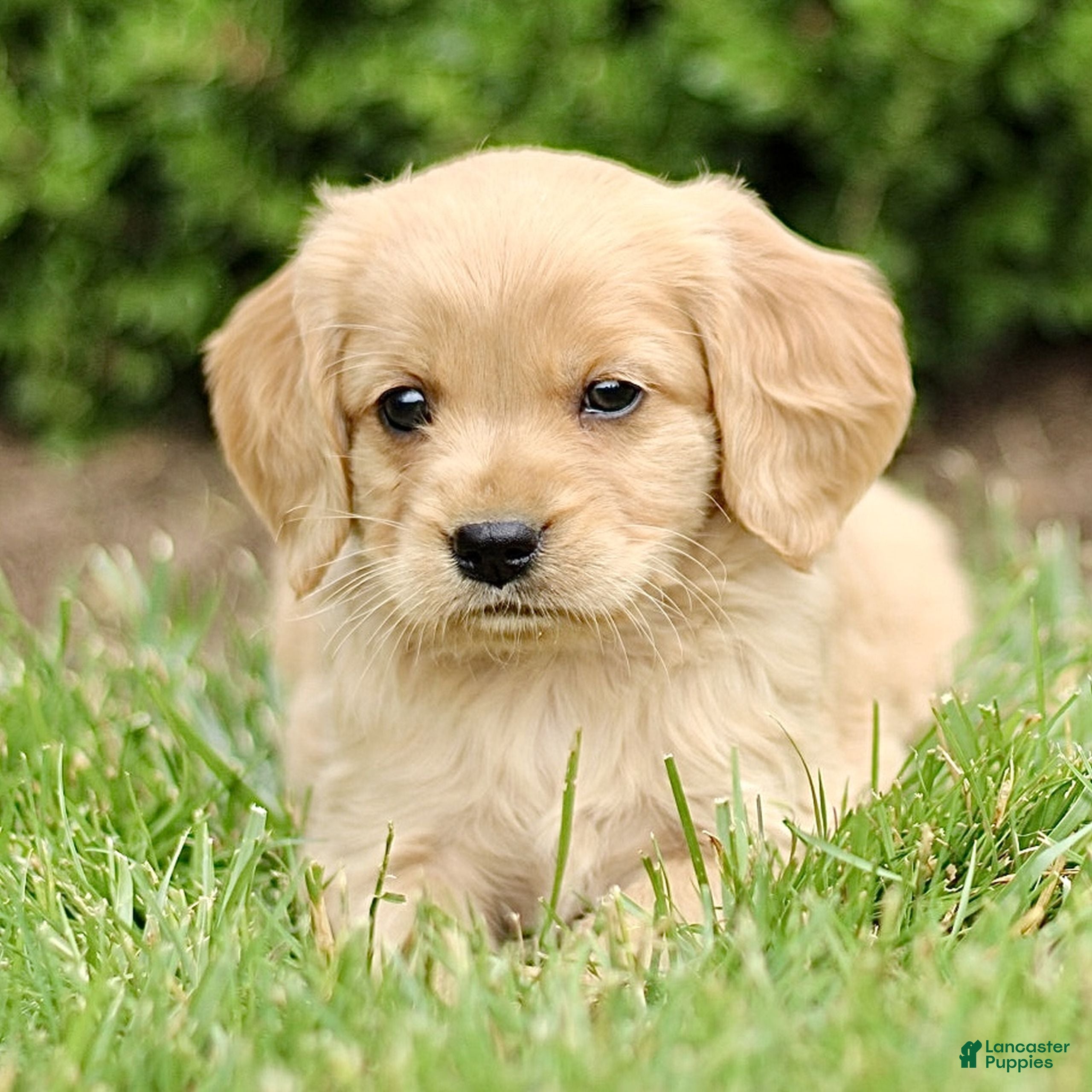 Miniature Golden Retriever dogs Tucker  - Ad 1