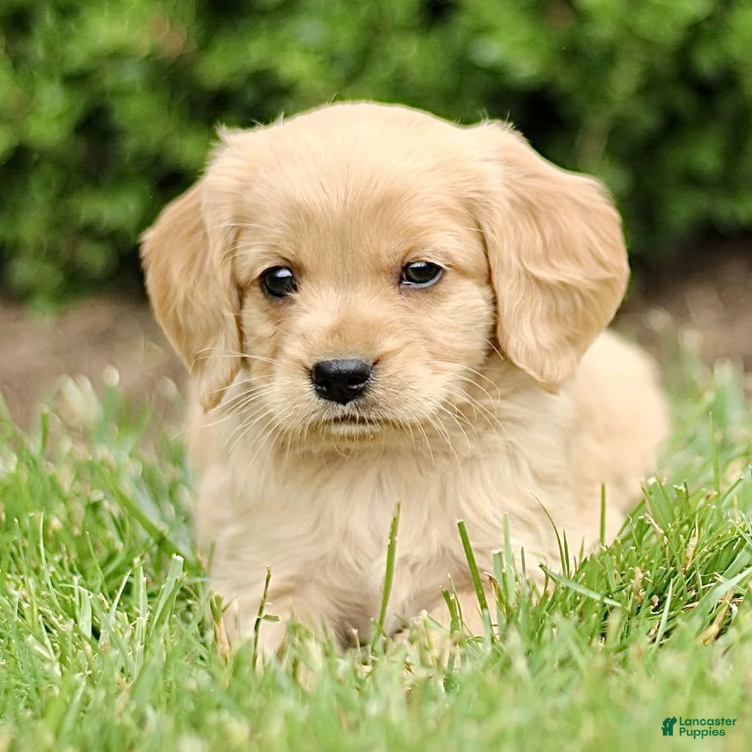 Miniature Golden Retriever dogs for sale: Tucker  - Ad 1