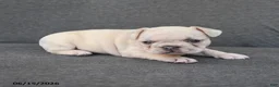 French Bulldog dogs for sale: Nancy - Ad 3