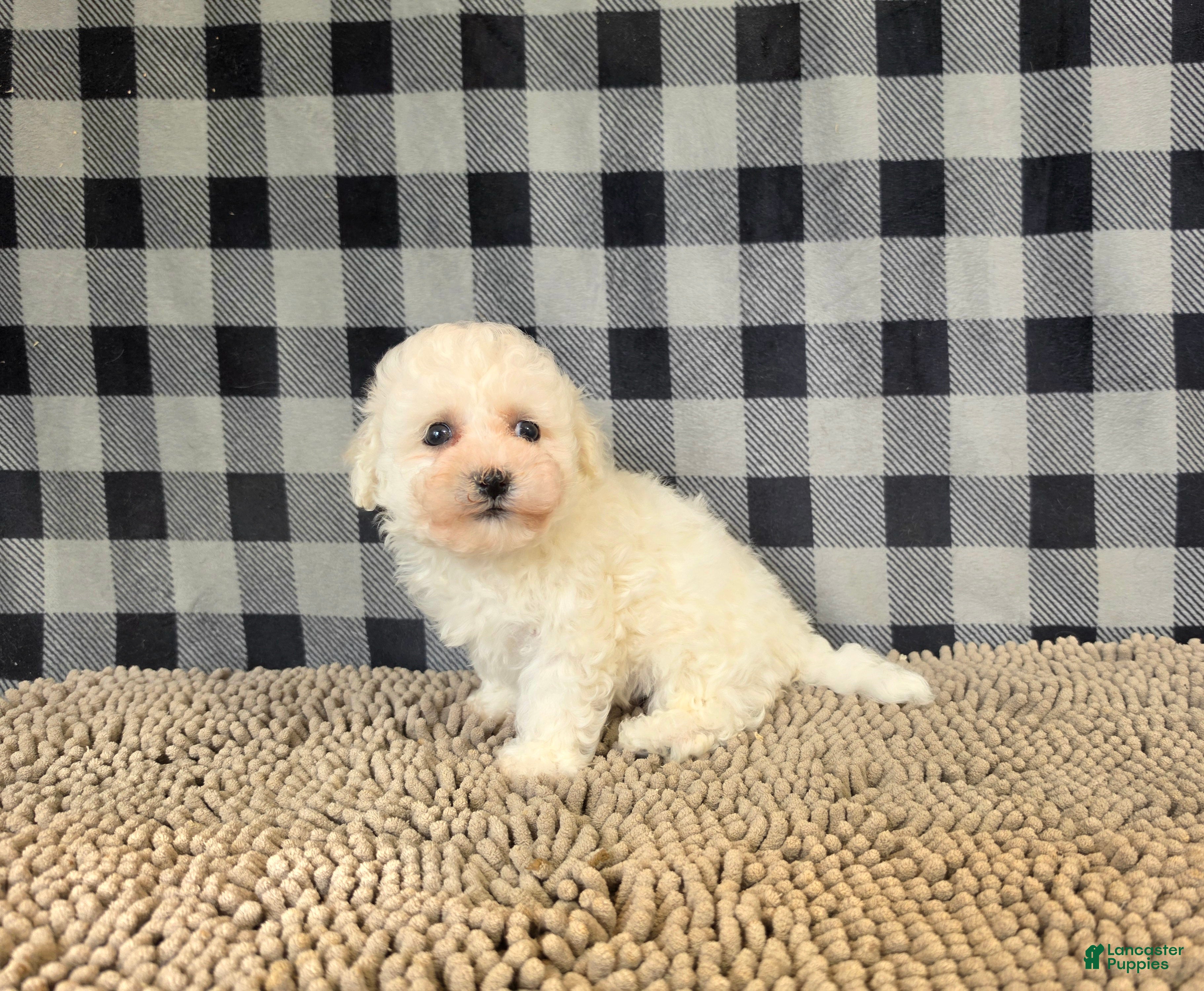 Bichon Frise dogs for sale: Barry - Ad 3