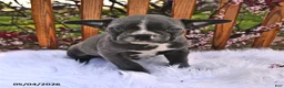 Frenchton dogs for sale: Rover - Ad 2
