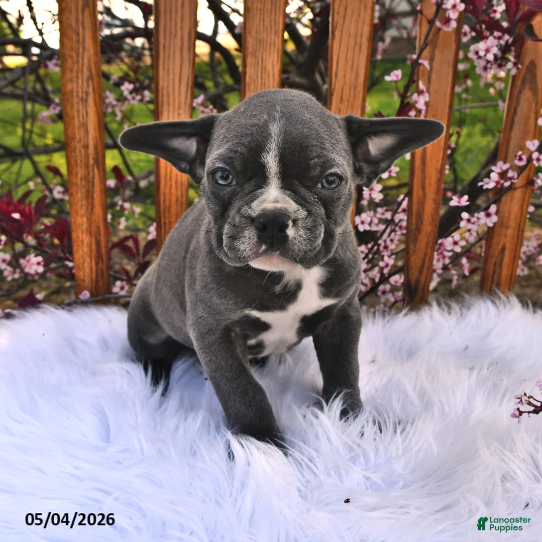 Frenchton dogs for sale: Rover - Ad 2