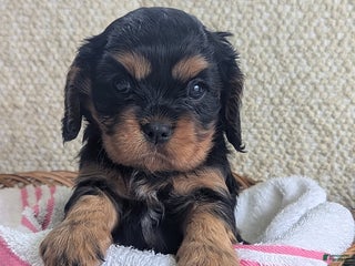 Cavalier King Charles Spaniel dogs Bell - Ad 15