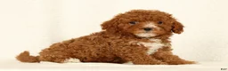 Cavapoo dogs for sale: Harper - Ad 4