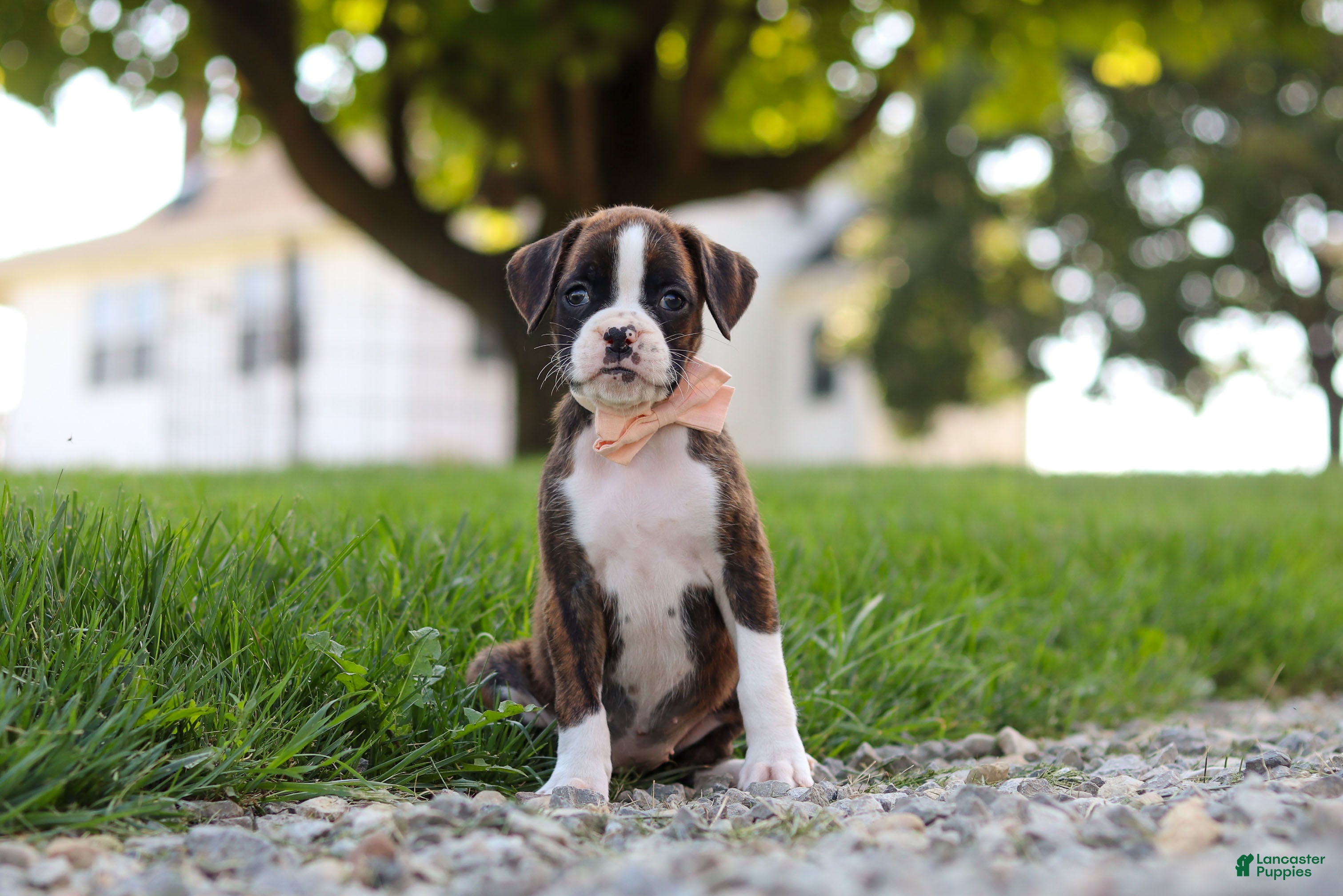 Boxer dogs Lillian - Ad 2