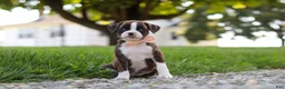 Boxer dogs for sale: Lillian - Ad 2