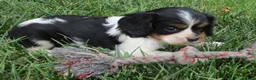 Cavalier King Charles Spaniel dogs for sale: Bella - Ad 6