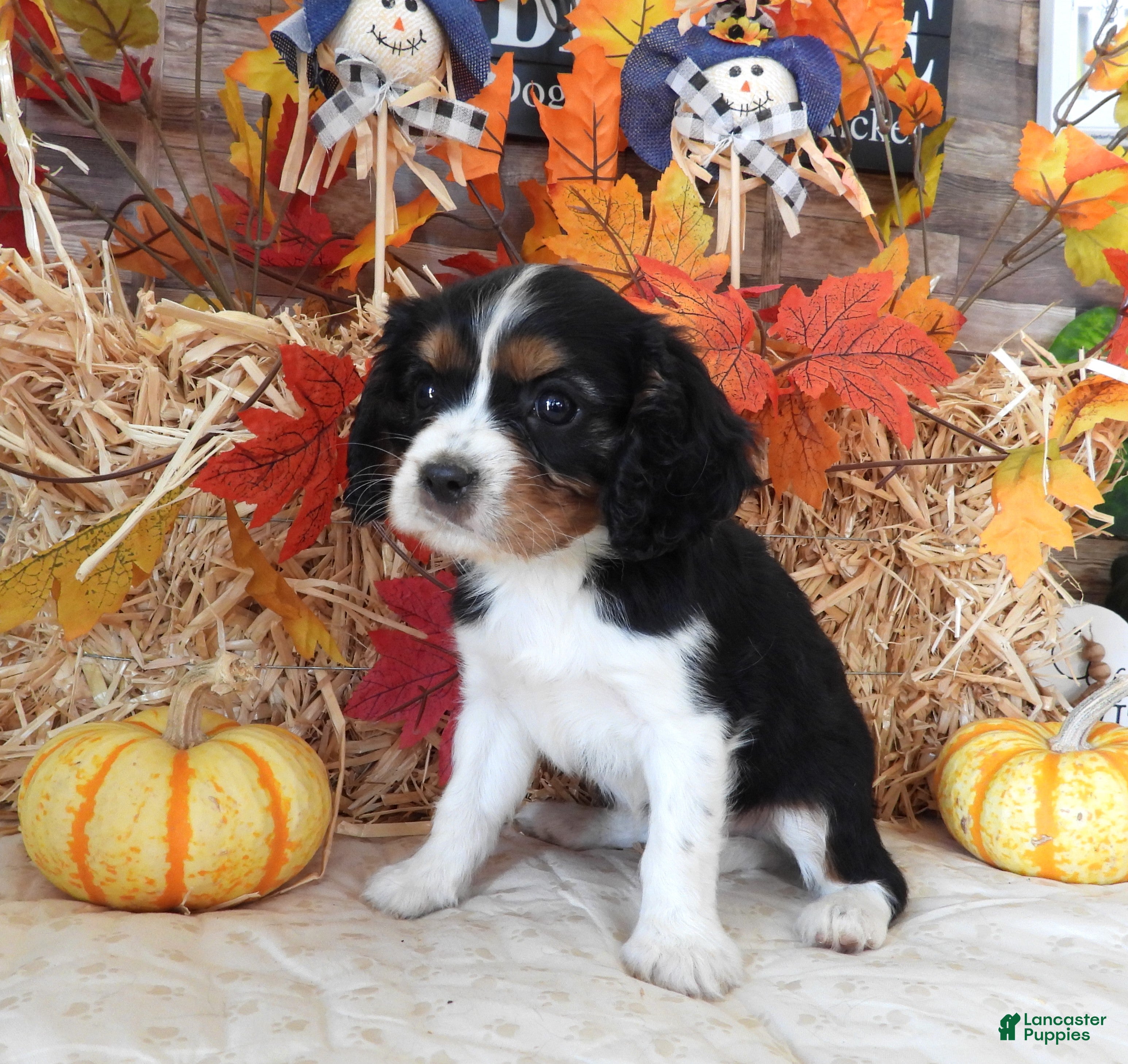 Cavalier King Charles Spaniel dogs #1 Male (Lori's) - Ad 8