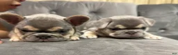 French Bulldog dogs for sale: Peppa - Ad 5