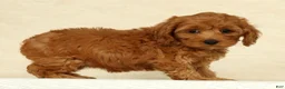 Cockapoo dogs for sale: Angel - Ad 3