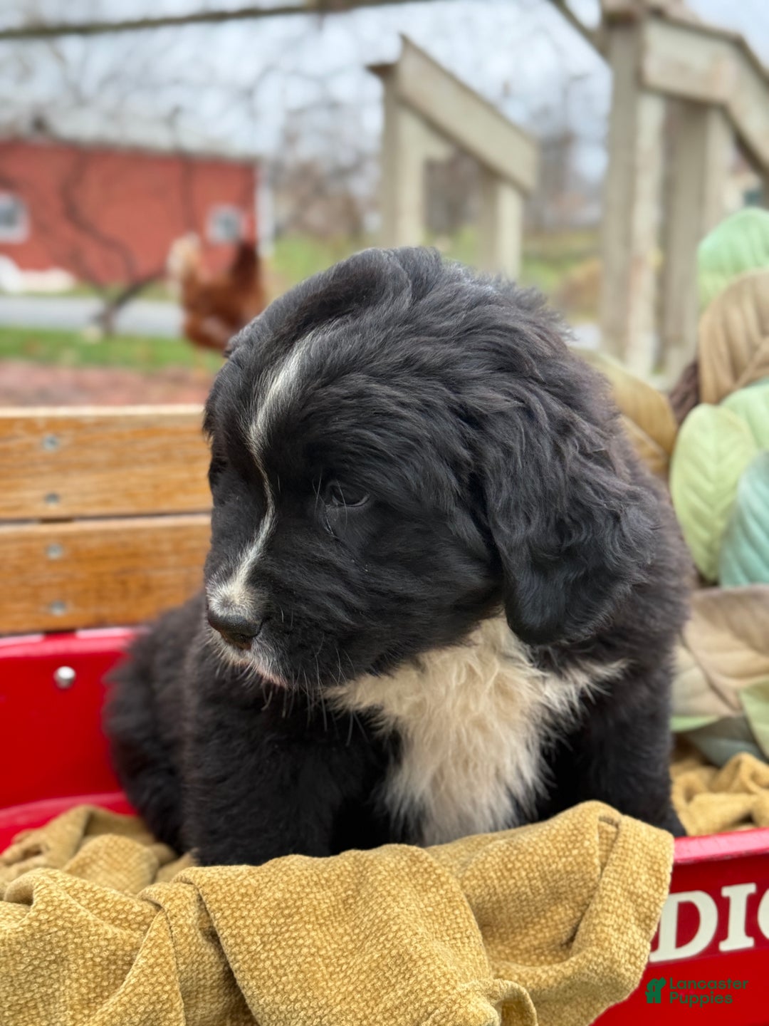 Mixed Breed dogs for sale: Whiskey - Ad 8