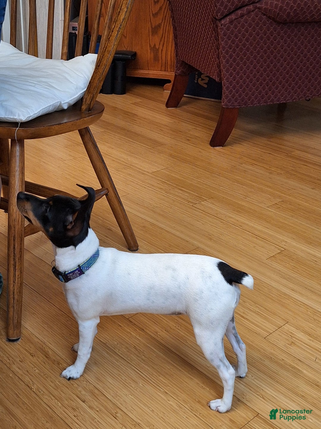 Gallery Image {{count}}