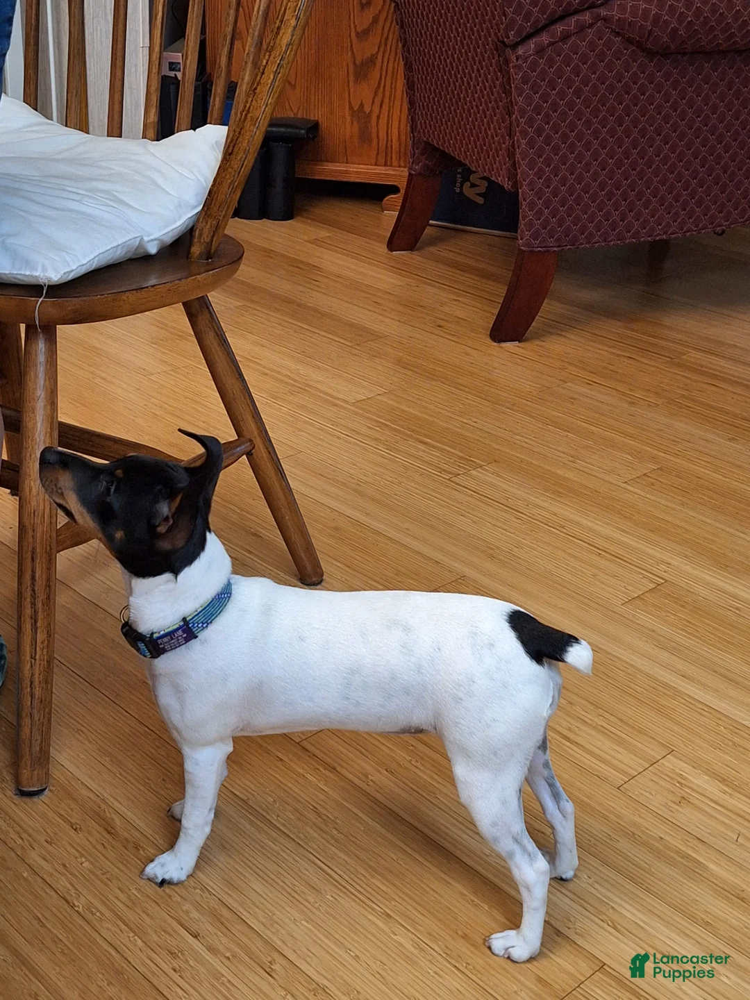 Gallery Image {{count}}