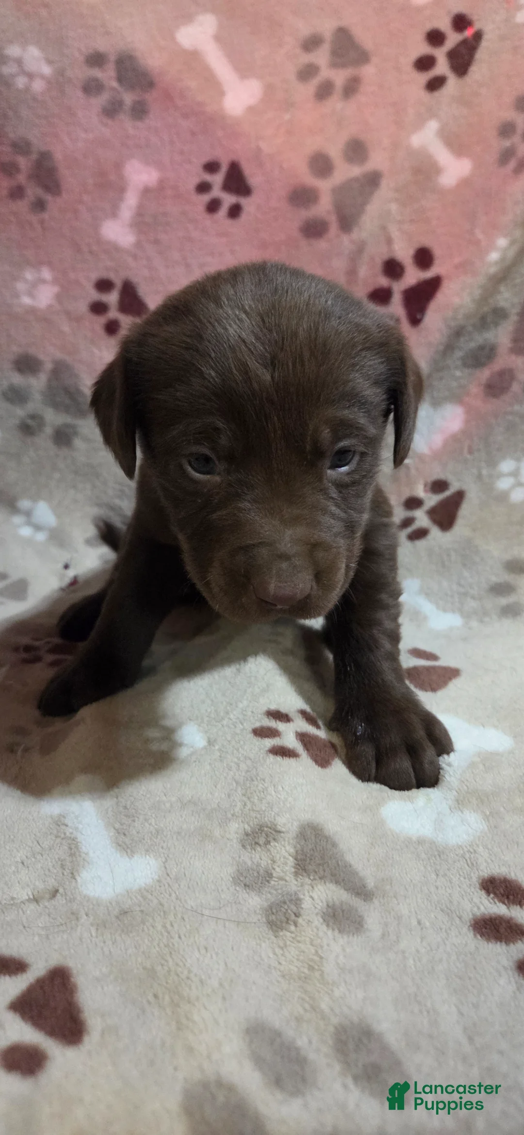 Labrador Retriever dogs for sale: Labrador Retriever Puppy 6 - Ad 1
