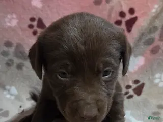 Labrador Retriever dogs Labrador Retriever Puppy 6 - Ad 18