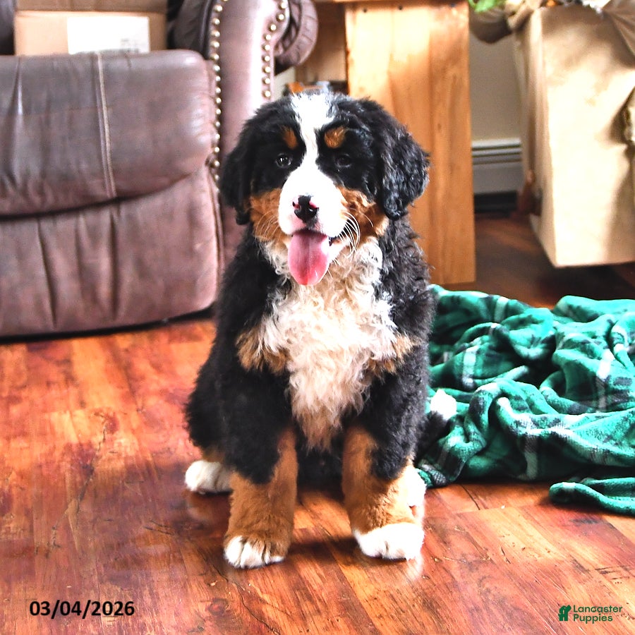 Bernese Mountain Dog dogs Jasmine - Ad 2