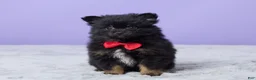 Pomeranian dogs for sale: Teddy - Ad 1