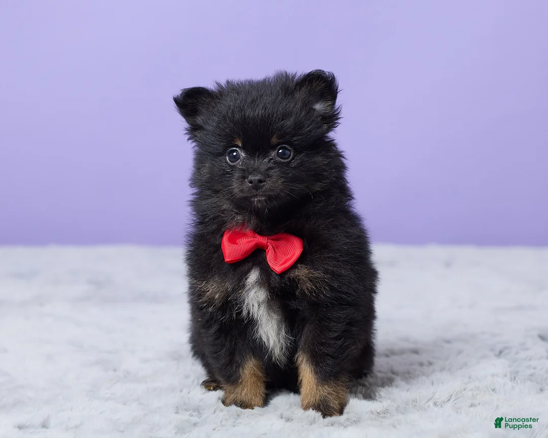 Pomeranian dogs for sale: Teddy - Ad 1