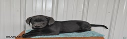 Labrador Retriever dogs for sale: Cash - Ad 14