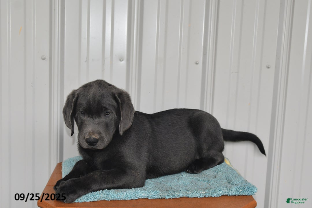 Labrador Retriever dogs for sale: Cash - Ad 14