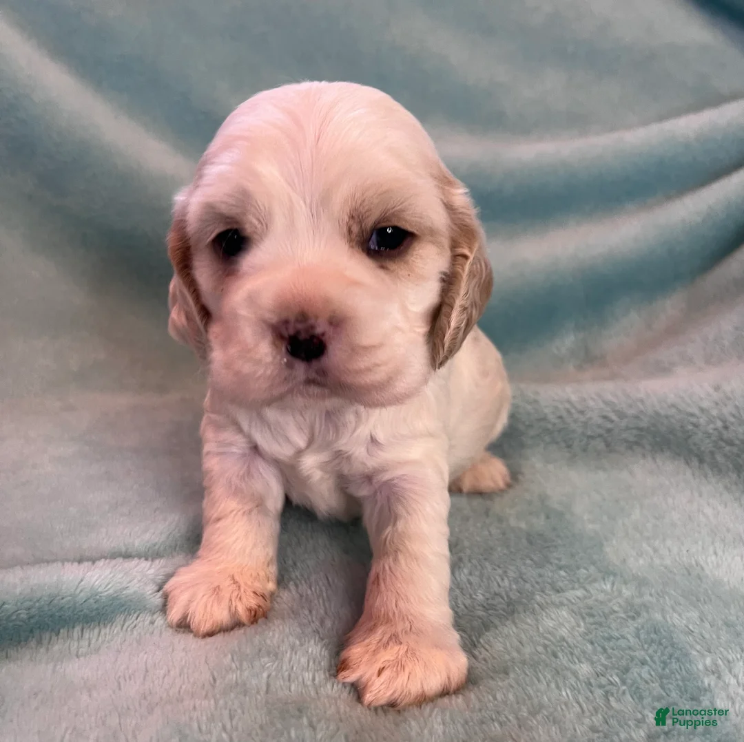 Cocker Spaniel dogs for sale: Bailey  - Ad 8