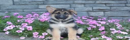 German Shepherd dogs for sale: Bella - Ad 3