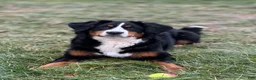 Bernese Mountain Dog dogs for sale: Dutton - Ad 2