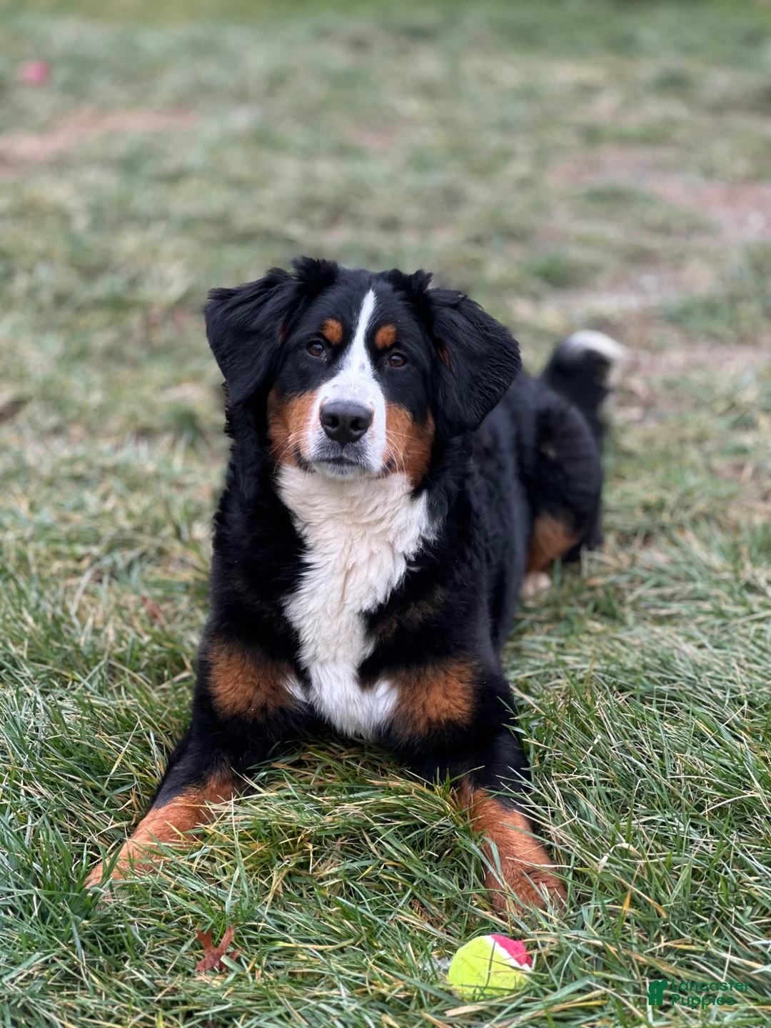 Bernese Mountain Dog dogs for sale: Dutton - Ad 2