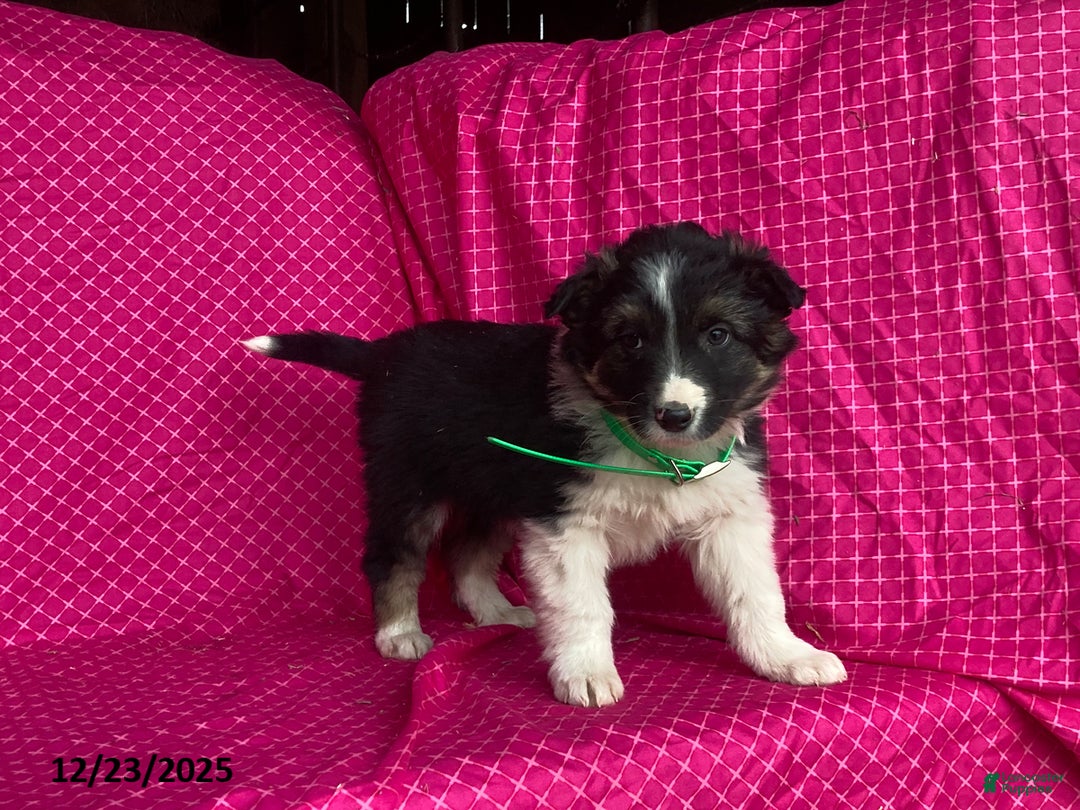 Mixed Breed dogs for sale: George - Ad 6