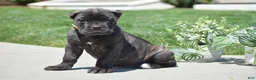 Cane Corso dogs for sale: Cooper - Ad 3