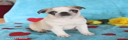 Pug dogs for sale: Gertie - Ad 3