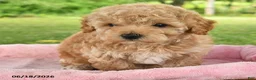 Toy Poodle dogs for sale: Adam - Ad 3