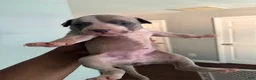 Mixed Breed dogs for sale: Mixed Breed 5 - Ad 1