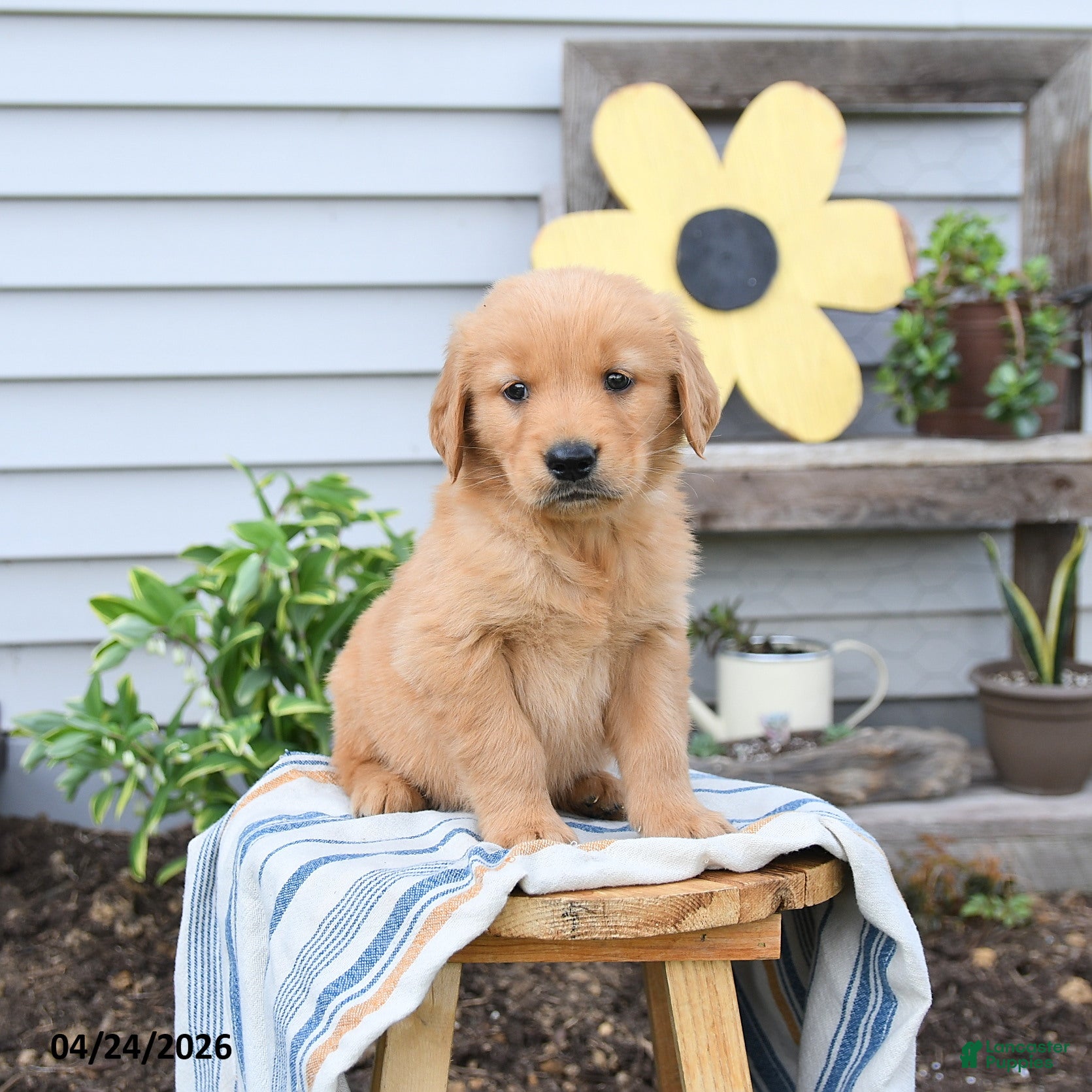 Golden Retriever dogs Scotty - Ad 2