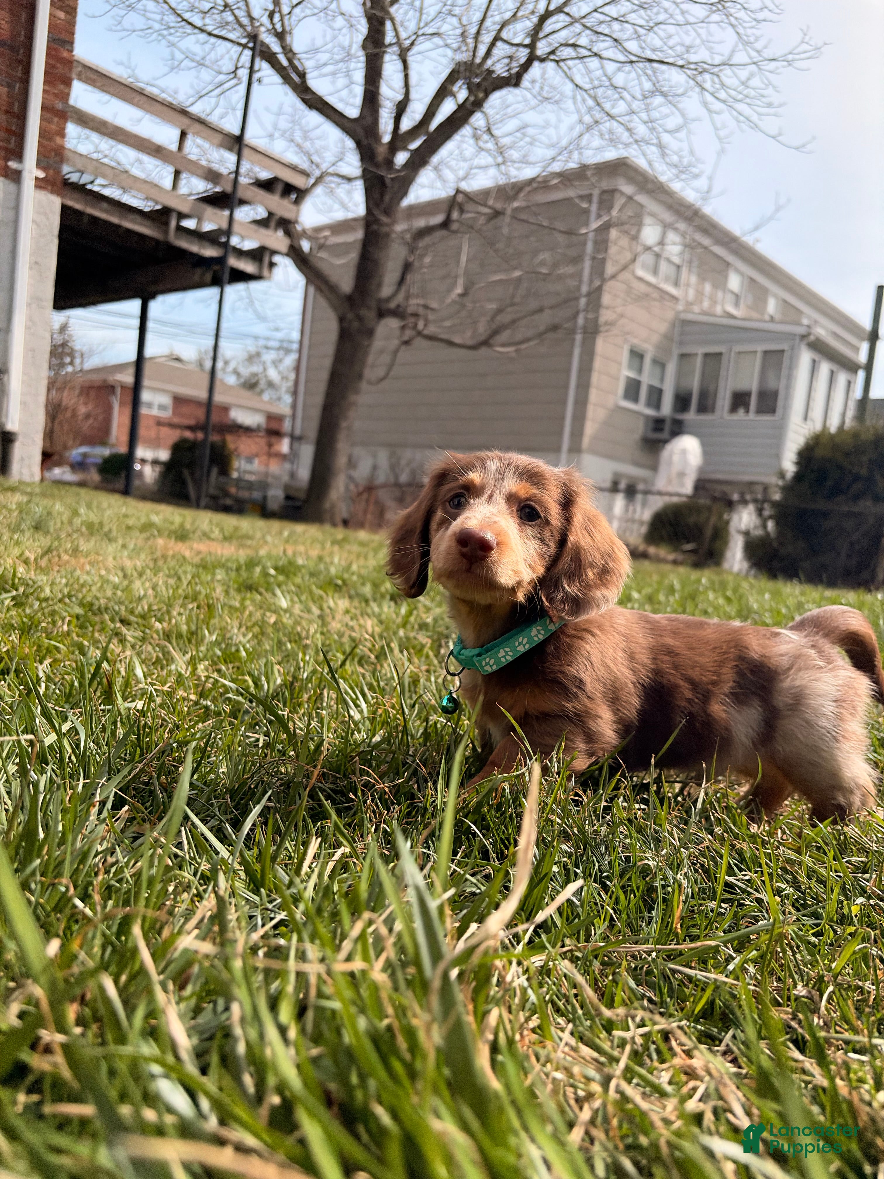 Miniature Dachshund dogs Comet - Ad 1