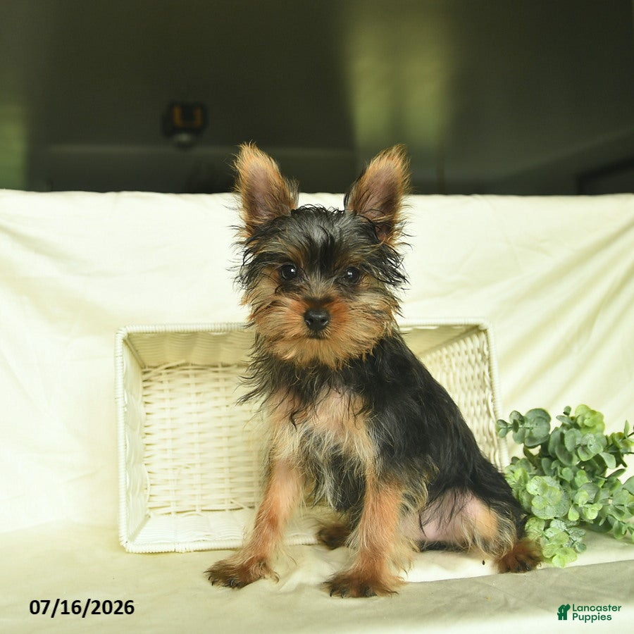 Yorkshire Terrier dogs Prince   - Ad 1