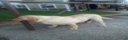 Labrador Retriever dogs for sale: Zeus  - Ad 6