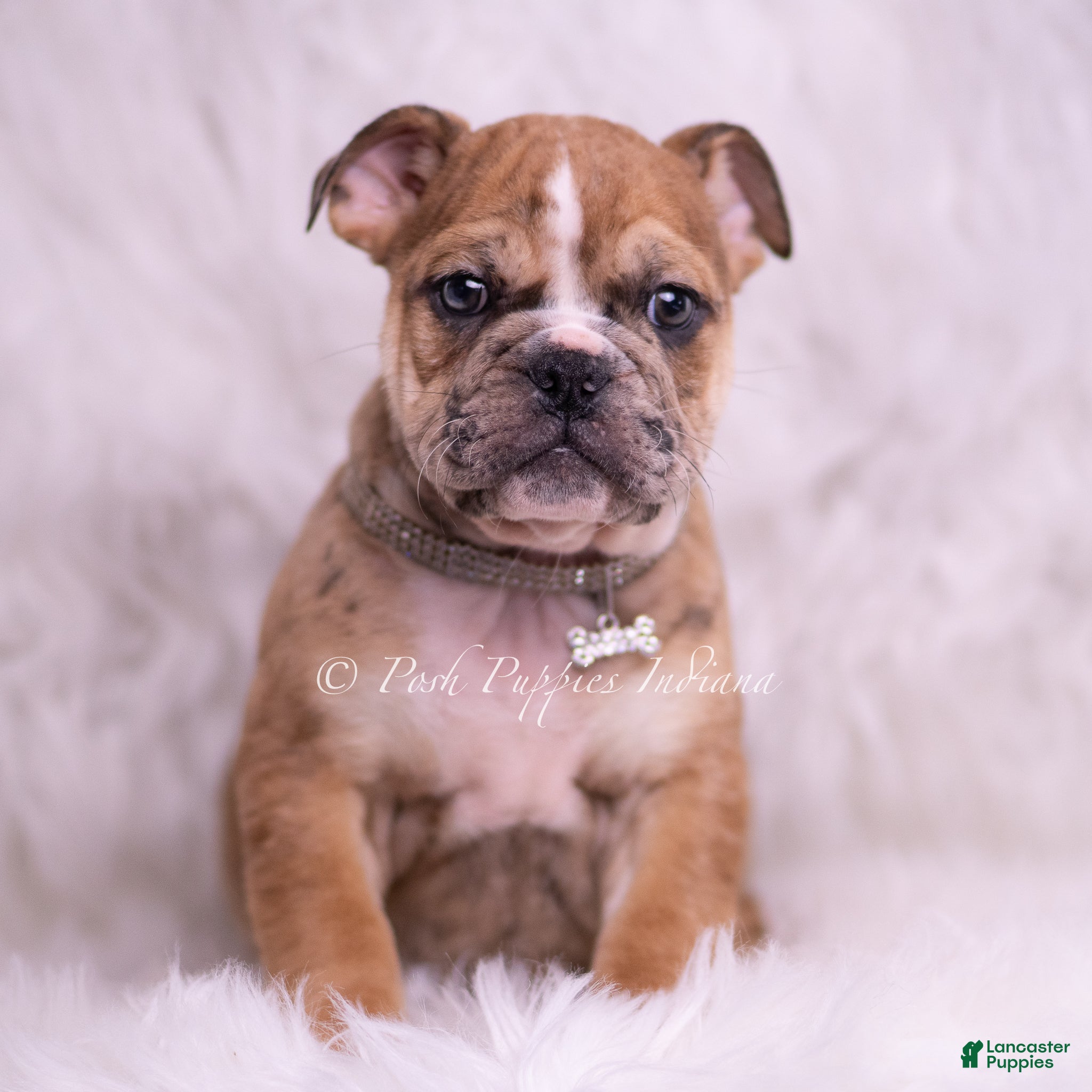 English Bulldog dogs Bruiser - Ad 2